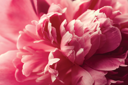 Les couleurs roses et rouges du nuancier cromology interieur classidur jallut sont inspirées des fruits et des fleurs