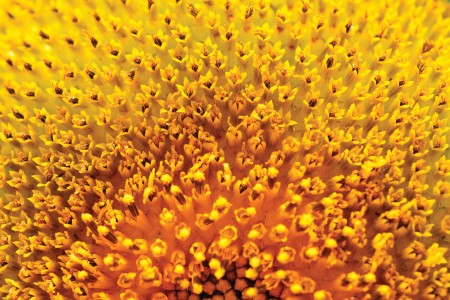 Les couleurs jaune du nuancier cromology intérieur Classidur Jallut s'inspirent du pollen